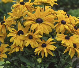 9" Rudbeckia Sunbeckia Paulina - Black-Eyed Susan