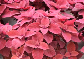 9" Coleus Volcanica Redhead