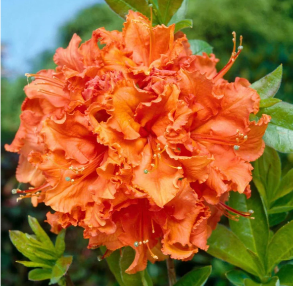 6G Azalea Ex Gibraltar Deciduous Orange Shrub 15/18" - 11475-0860 - AZ0701P15
