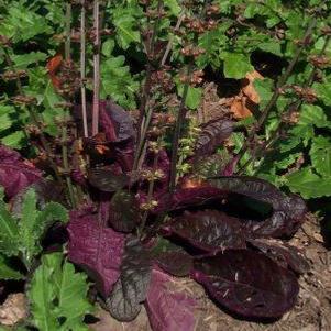 1G Salvia Lyrata 'Purple Knockout' - Lyre Leaved Sage - 1003344