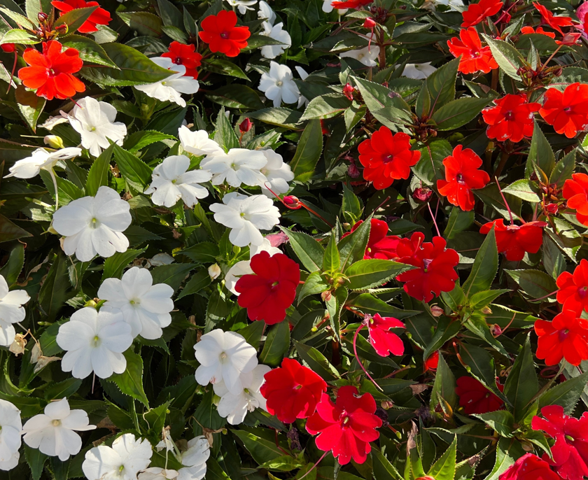 6" Impatiens - Beacon