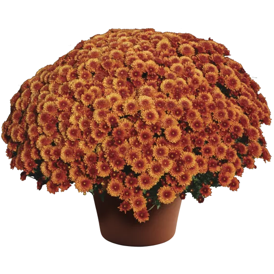 6" Mum - Beverly Bronze