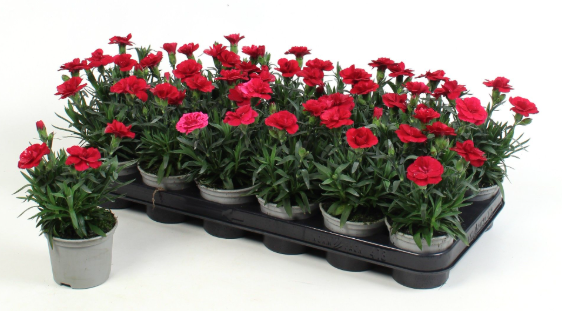 4.5" Dianthus - Oscar Cherry