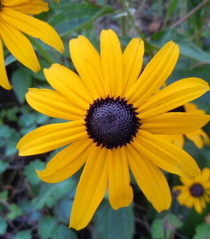 1G Rudbeckia Hirta - Black-eyed Susan - 1020453