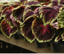 9" Coleus Kong Red