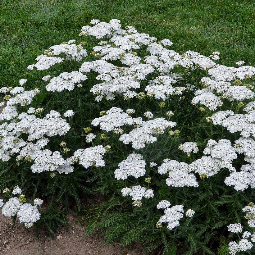 1G PW Achillea 'Firefly Diamond' - Yarrow - 1012380