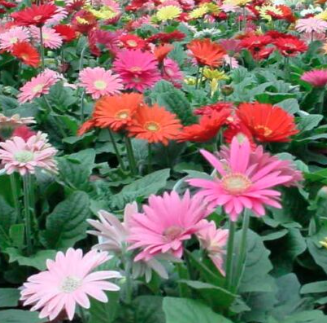 8" TP Gerbera