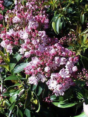 3G KALMIA LATIFOLIA 'CAROUSEL' Carousel Mountain Laurel 1000343