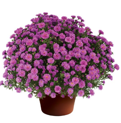 9" Aster - Henry I Pink