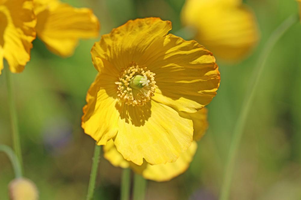2G Papaver Nudicaule (Iceland Poppy) Green Pot Perennial