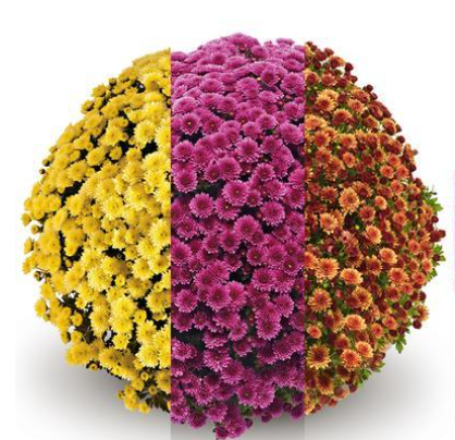 9" Combination Mum # 19 - Jasoda Yellow / Jasoda Orange / Jasoda Purple
