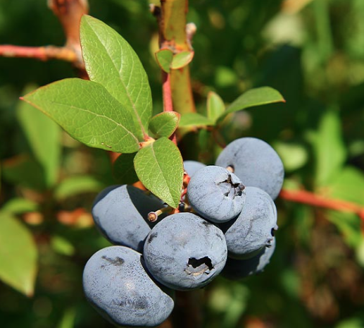 3G Blueberry Bush - Elliot - 5820