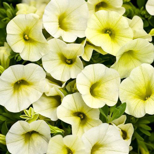 Quart PW Calibrachoa Superbells - Yellow Chiffon