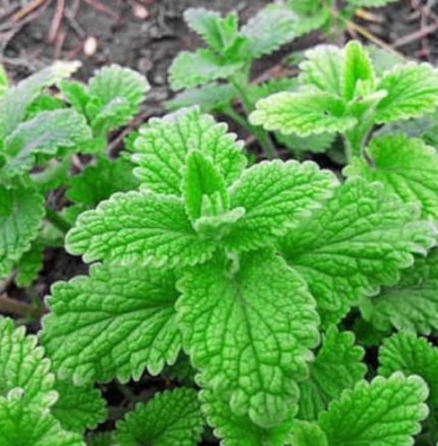 4" Herb - Mint - Strawberry