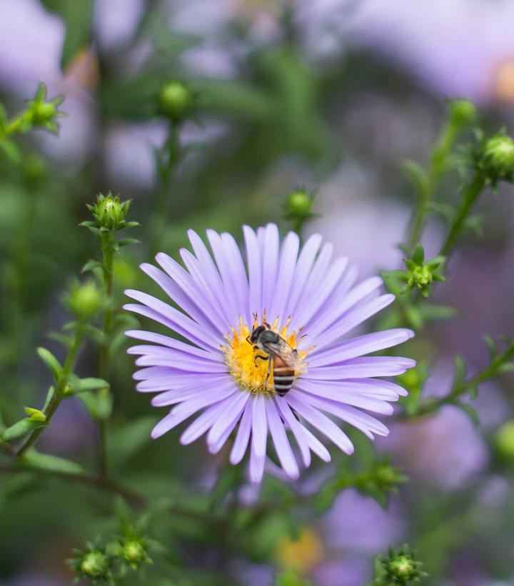 1G Eco Pot Aster Novae-angliae - New England Aster - 1022561