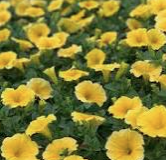 8" TP Petunia - Bee's Knees