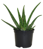5" Aloe Vera Medivera Tropical - C2092