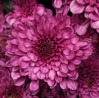 14" TP Mum Patio Pot - Skye Pink