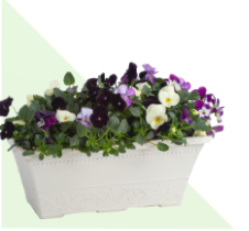 15" Window Box Assorted combinations