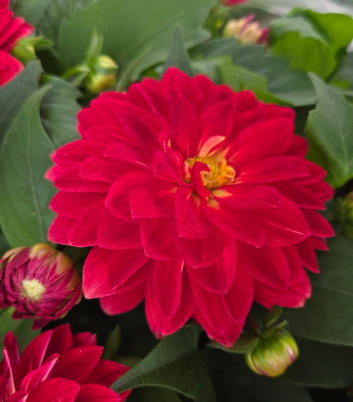 12" Dahlia Patio Assortment - 1012741