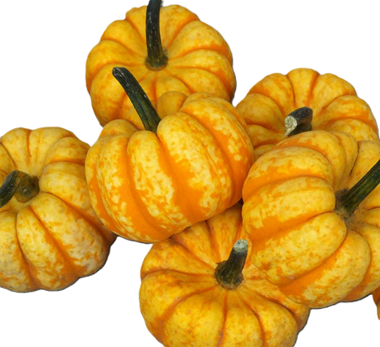 Sparks Pumpkin Gourd - Local