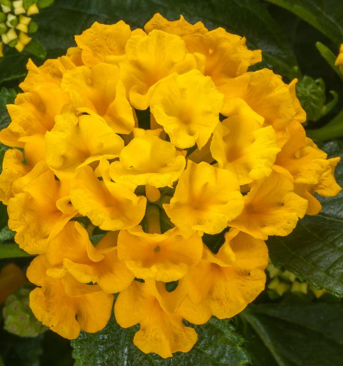 9" Lantana Bandolero Pineapple