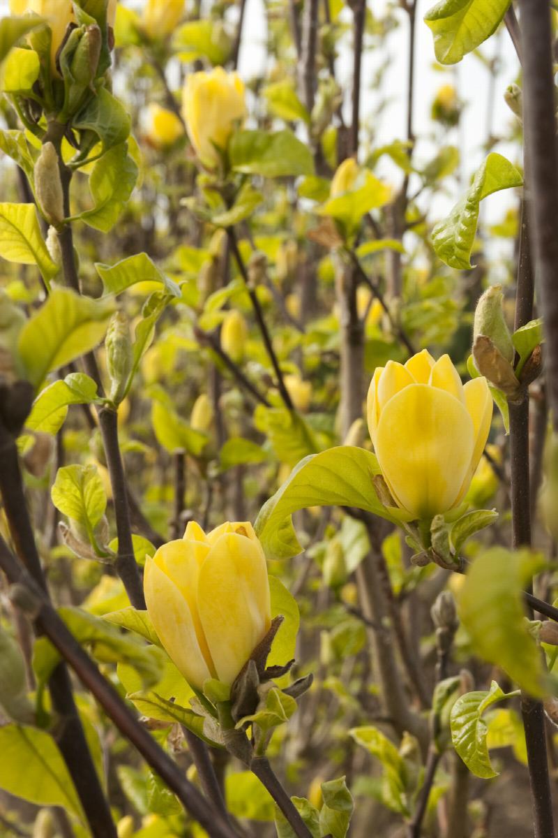 10G MAGNOLIA ACUMINATA `YELLOW BIRD` 1021410