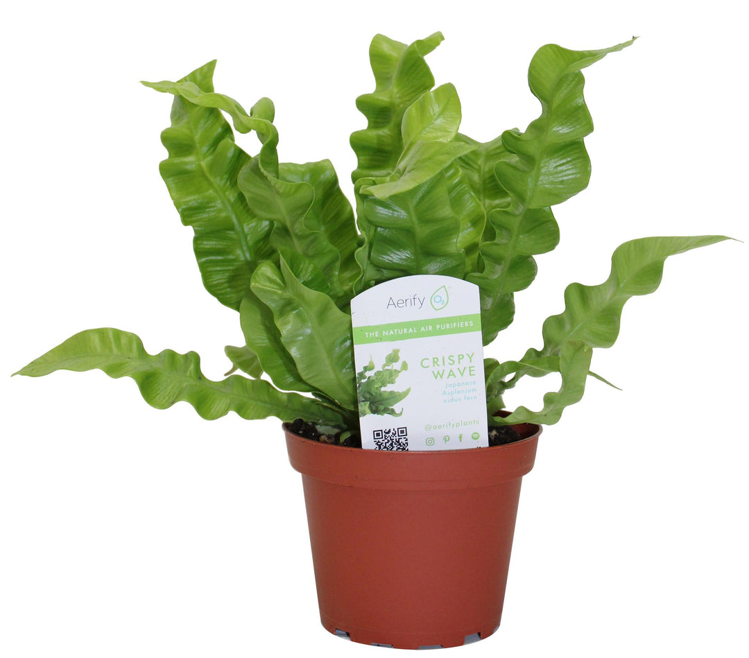 4" Fern Crispy Wave T4087