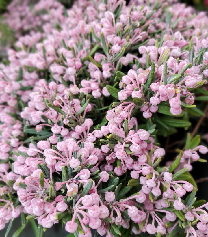 1G Andromeda Polifolia 'Blue Ice' - 1003162