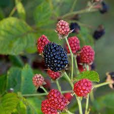 8" RUBUS `BABY CAKES` THORNLESS BLACKBERRY 1008159
