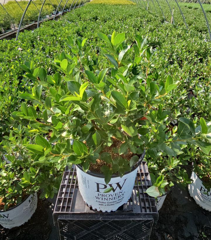 3G Aronia melanocarpa Low Scape Mound 1008073