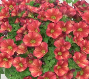 8" TP Calibrachoa Single Variety