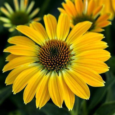 2G Echinacea SOMBRERO Summer Solstice (Coneflower)