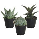 2.5" Haworthia Bambino Assorted - C5206