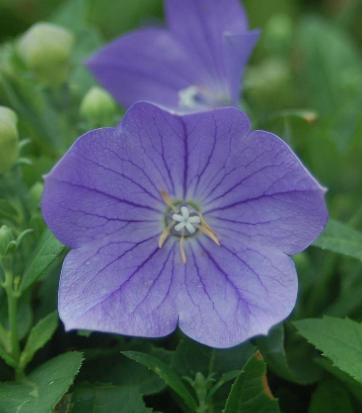 2G Platycodon Grandiflorus 'Sentimental Blue' - Balloon Flower - 1000965