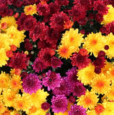 14" TP Mum Combination Patio Pot # 09 - Regal Cheryl Purple / Jolly Cheryl Red / Golden Cheryl