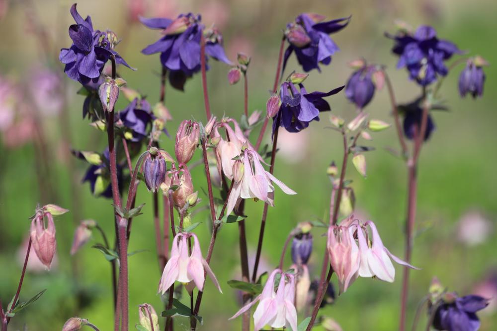 2G Aquilegia - Chocolate Soldier (Columbine)Perennial