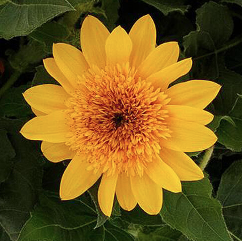 12" TP Helianthus Sunfinity Double Yellow