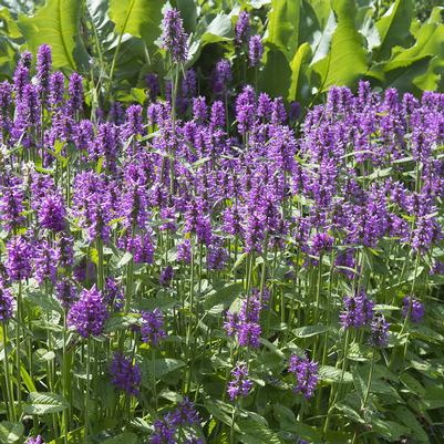 1G Stachys Monieri 'Hummelo' - Stachys - 1003160