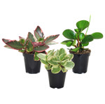 3.5" Peperomia Assorted - G3519