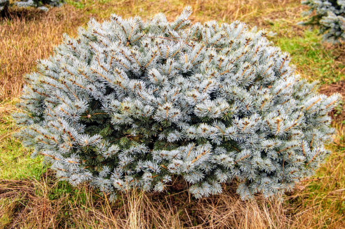 6G Picea Pungens Glauca Globosa Colorado Spruce 18/21" - 66950-087ADD - PC0701P18