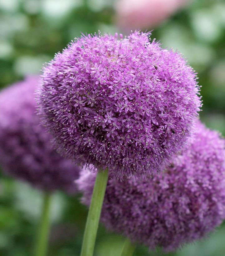 1G Allium x 'Party Balloons' - Flowering Onion - 1020715