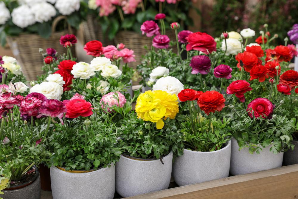 6.5" Ranunculus