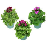 6" Martha Washington - Regal Geranium - F0251
