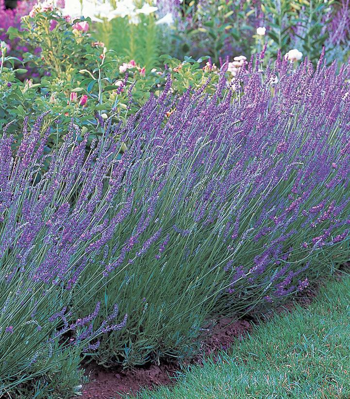 1G Lavandula X Intermedia 'Grosso' - Lavender - 1002116