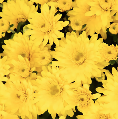 12" TP Mum Patio Pot - Beverly Gold
