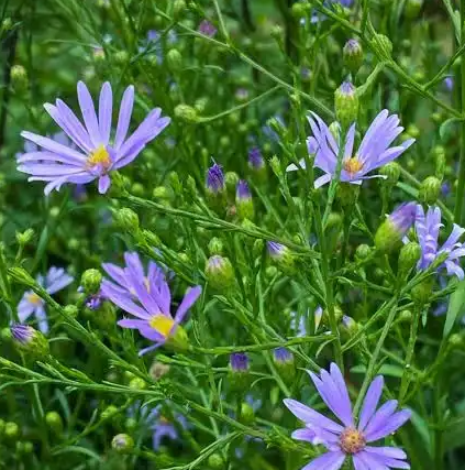 1G Aster Azureus - Sky Blue - 1022857