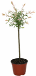 6" Japanese Variegated Willow - F0007