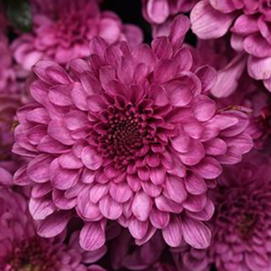 9" Mum - Skye Pink