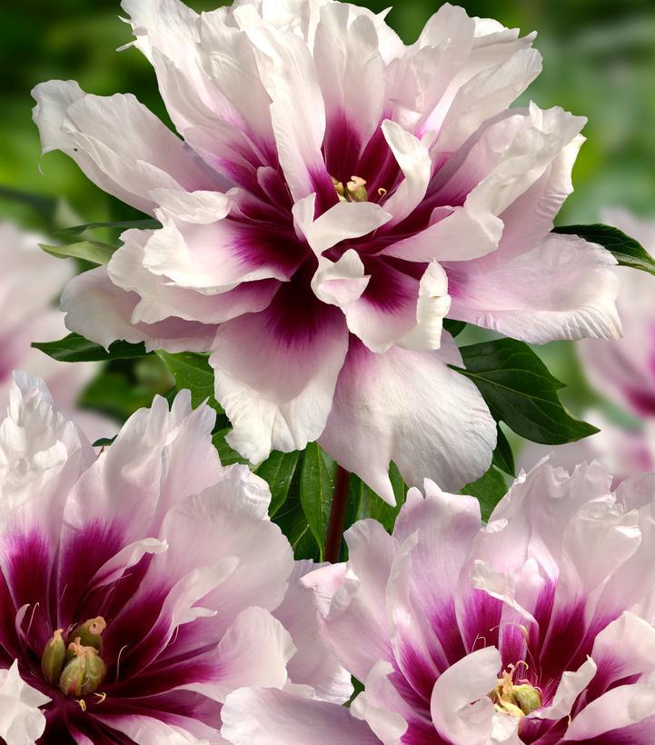3G Paeonia X ITOH 'Cora Louise' - Peony - 1021723 DISSVF